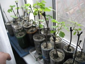 How to grow grapes from cuttings?