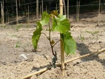 Kuinka kasvattaa viinirypäleitä pistokkeista?