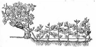 The nuances of grape propagation by layering