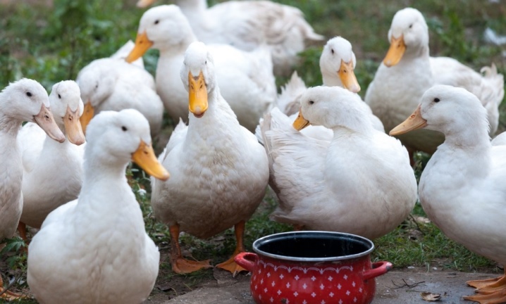 Quanto tempo vivem os patos e do que isso depende?