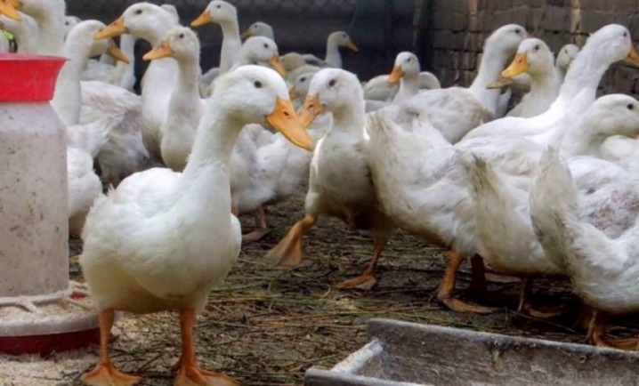 ¿Cuánto viven los patos y de qué depende?