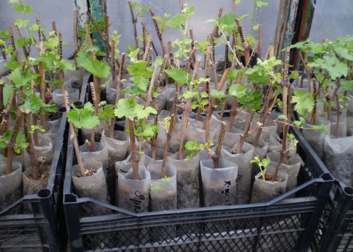 How can grapes be propagated?