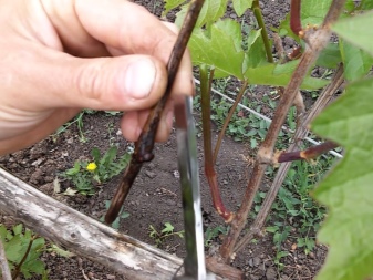 How can grapes be propagated?