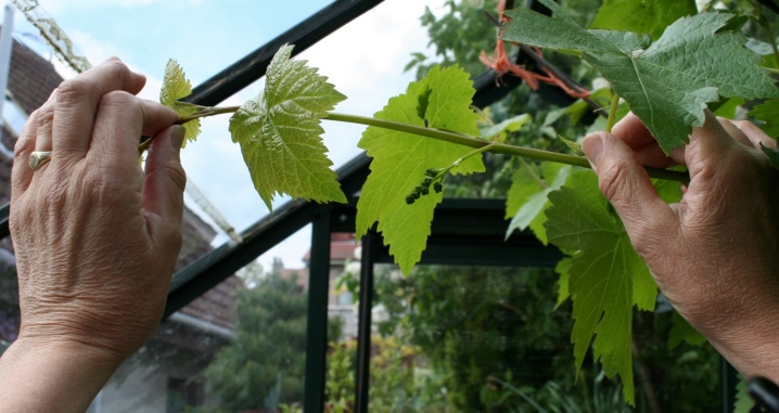 Pruning grapes in summer