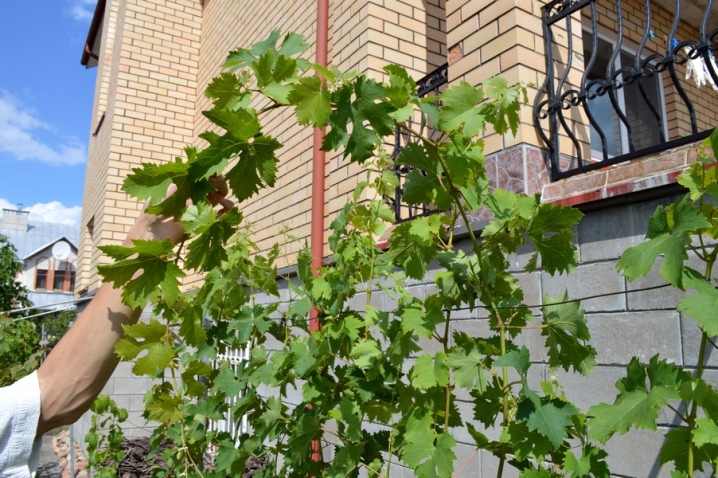 Pruning grapes in summer