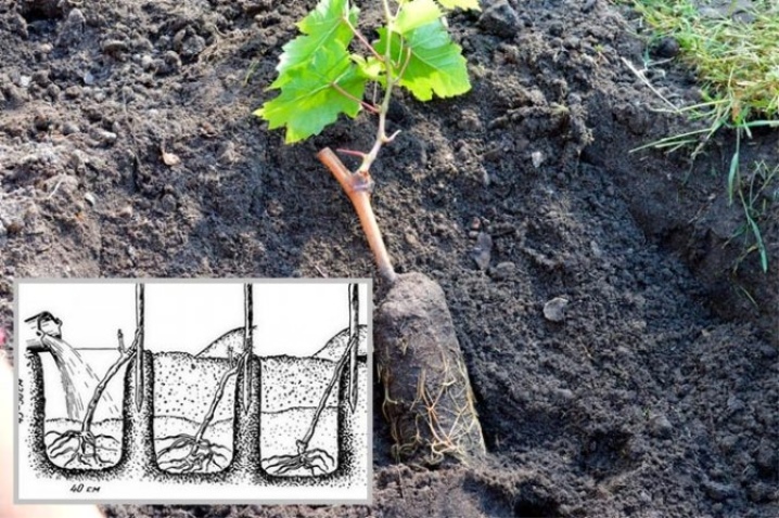 How to plant grapes in spring?