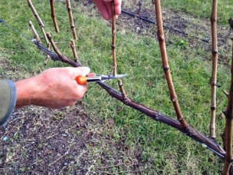 Pruning grapes in the first year of planting