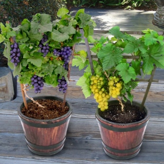 How to grow grapes from seed?