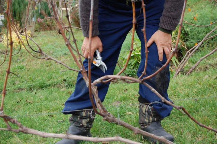 Pruning grapes in autumn