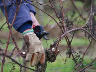 Pruning grapes in autumn