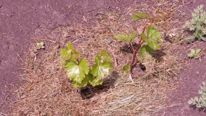 How to transplant grapes?