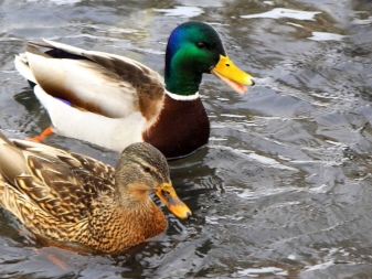 What do wild ducks eat? What can be given to ducks in the winter in the park and on the pond? What do birds eat in nature? Do they eat bread? What can not be fed?