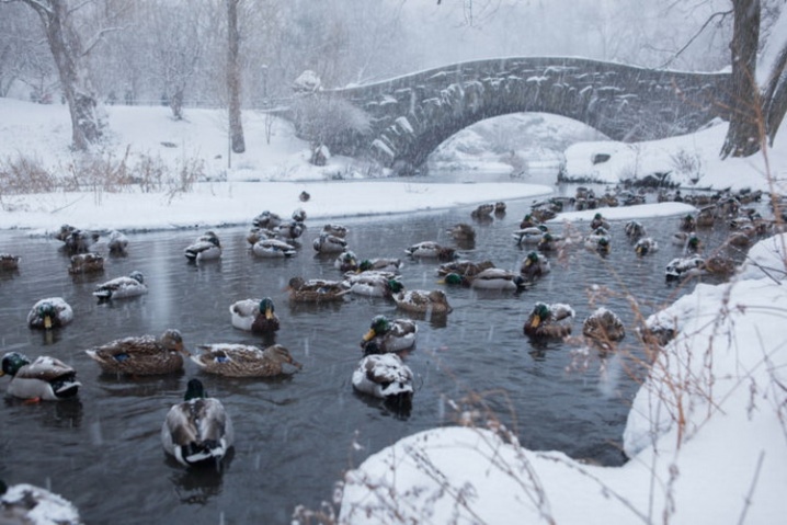 What do wild ducks eat? What can be given to ducks in the winter in the park and on the pond? What do birds eat in nature? Do they eat bread? What can not be fed?