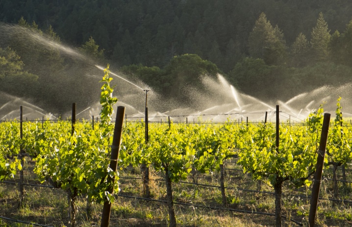 All about watering grapes