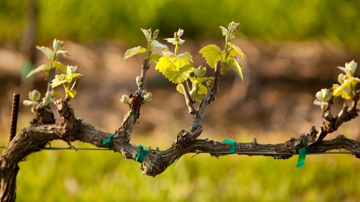 All about watering grapes