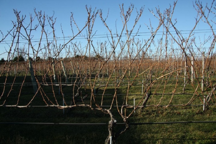 All about the correct pruning of grapes