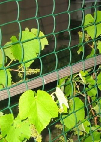 Nets for grapes