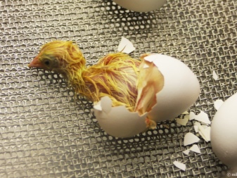 How to hatch chickens in an incubator: preparation, process, care