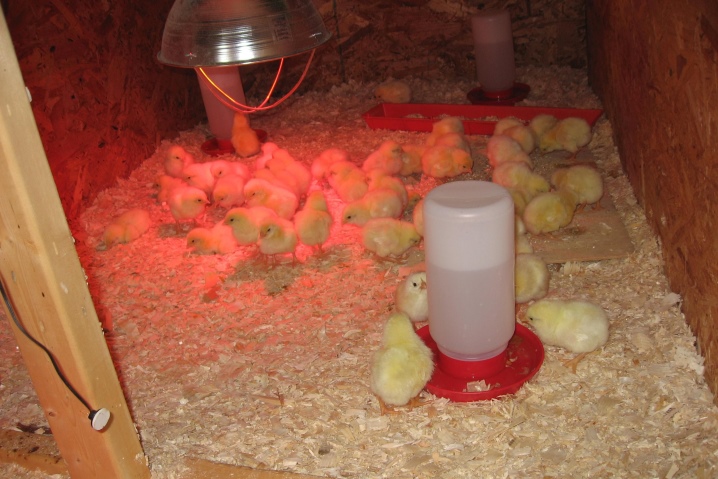 How to hatch chickens in an incubator: preparation, process, care