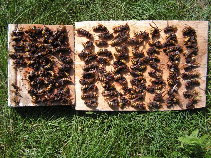 Hvordan redder man druer fra hvepse og bier?
