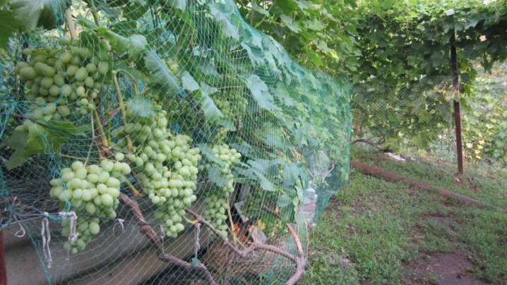 How to save grapes from wasps and bees?
