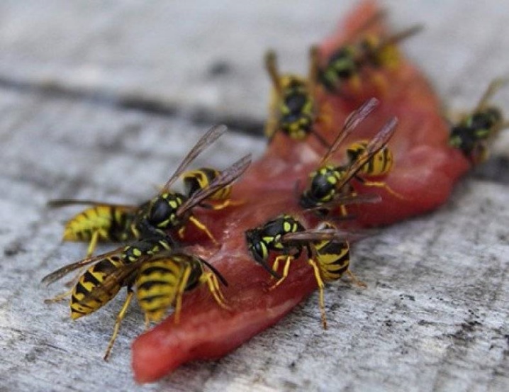 Yadda za a ajiye inabi daga wasps da ƙudan zuma?