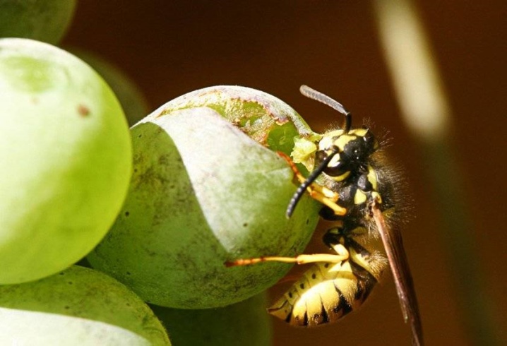 Hur räddar man druvor från getingar och bin?
