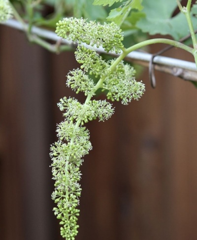 Is it possible to water the grapes during flowering and what are the consequences?