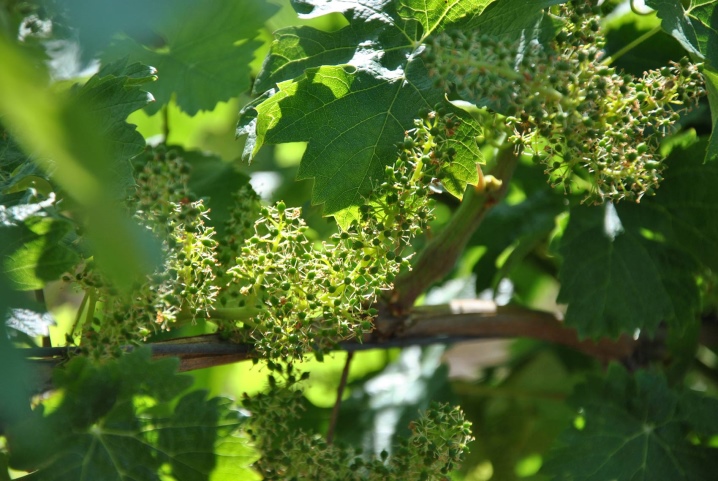 Is it possible to water the grapes during flowering and what are the consequences?
