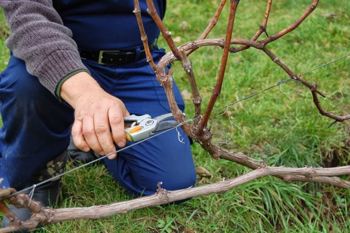 Pruning grapes on the gazebo
