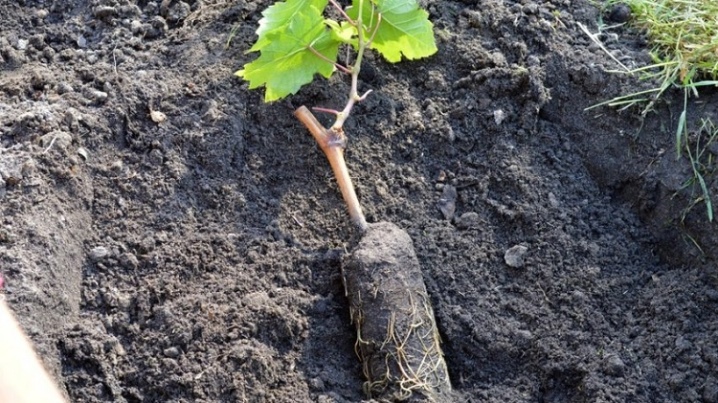 When is the best time to plant grapes: spring or autumn?