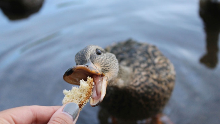 What do ducks eat in winter? What do they eat at home? What food can be given? Feeding