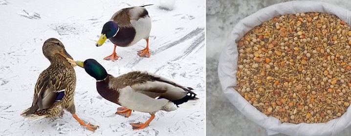 What do ducks eat in winter? What do they eat at home? What food can be given? Feeding