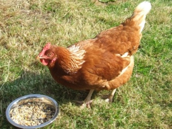 Pros and cons of laying hens and roosters of this breed, features of raising chickens at home, owner reviews