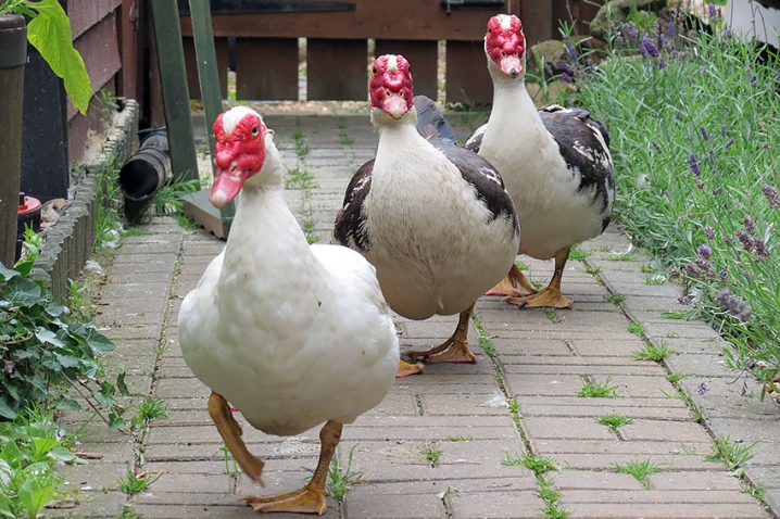 Keeping musky ducks at home, breeding and care, description of mute duck breeds, growing for meat