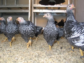 Beschreibung der Hühnerrasse, Silberfarbe und andere, Bewertungen der Besitzer