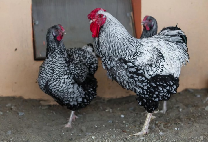 Chickens breed description, silver color and others, owner reviews