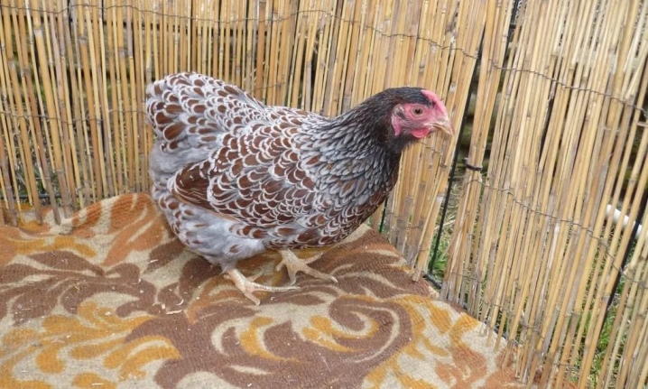 Descrição da raça das galinhas, cor prateada e outras, comentários dos proprietários