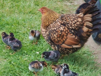 Description de la race des poulets, couleur argentée et autres, avis des propriétaires
