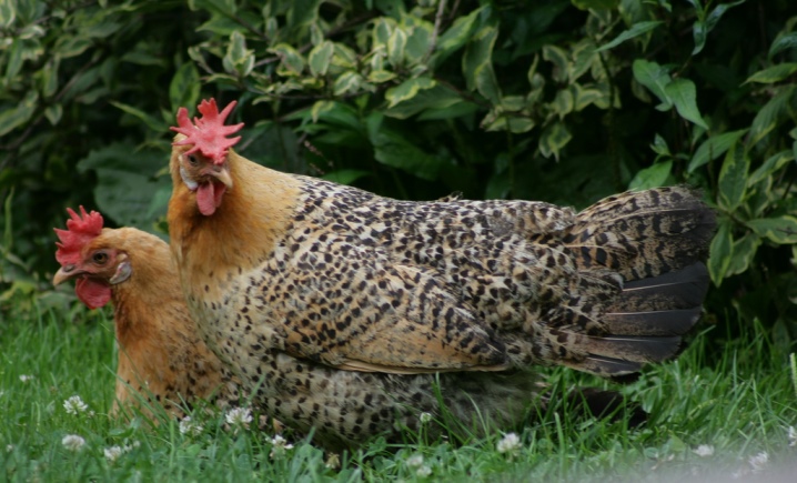 Kyllinger krysser koraller beskrivelse av rasen, oppdrett verpehøner og haner