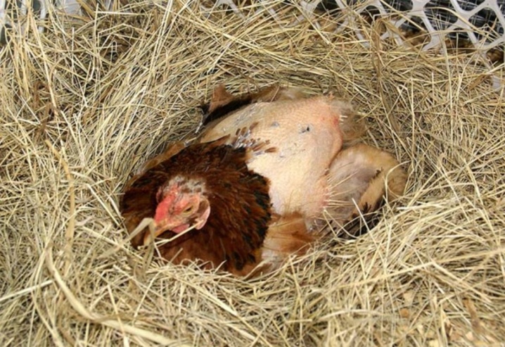 鶏の交配サンゴ品種の説明、産卵鶏と雄鶏の飼育