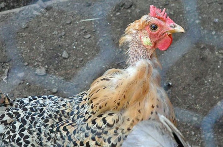 Kyllinger krydser koraller beskrivelse af racen, opdrætter æglæggende høner og haner