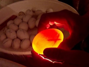 Incubation of duck eggs, incubation period of musky ducks. How to breed chicks in an incubator at home?
