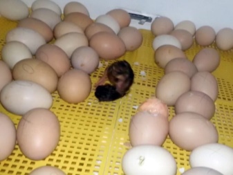 Incubation of duck eggs, incubation period of musky ducks. How to breed chicks in an incubator at home?