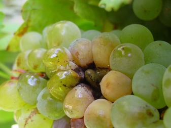Why did mold appear on grapes and what to do?