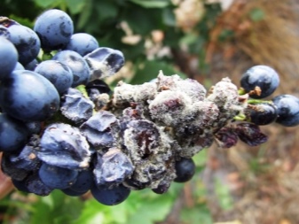 Why did mold appear on grapes and what to do?