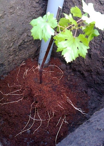 Planting grapes in open ground in spring