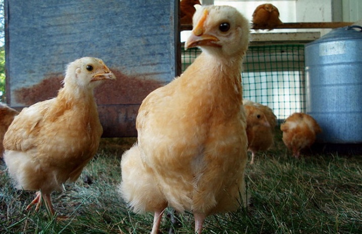 Bagaimana cara menentukan jenis kelamin ayam?