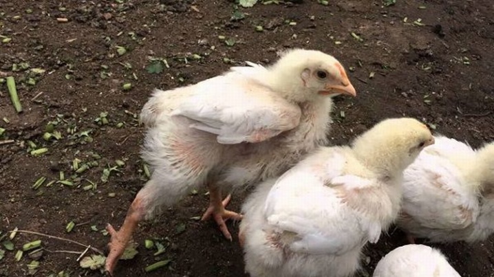 How to determine the sex of a chicken?
