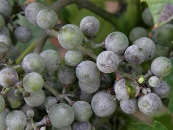 Gray bloom on grapes